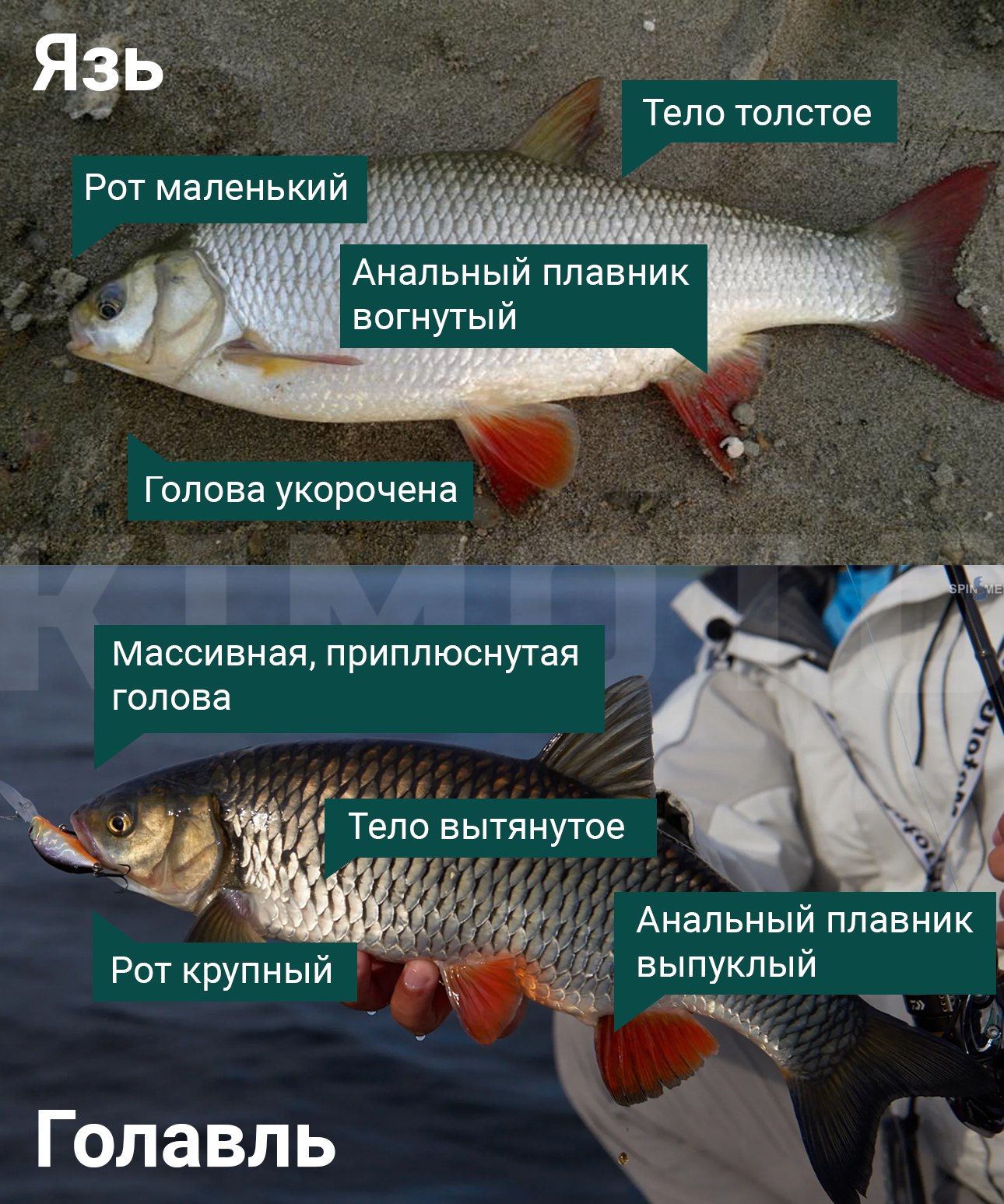 Доброе утро всем! Этих рыбок частенько путают. Давайте посмотрим вместе отличия 😉
Ещё есть момент такой, голавль ведёт себя более активно, а вот язь, наоборот, предпочитает прятаться | Сетка — социальная сеть от hh.ru