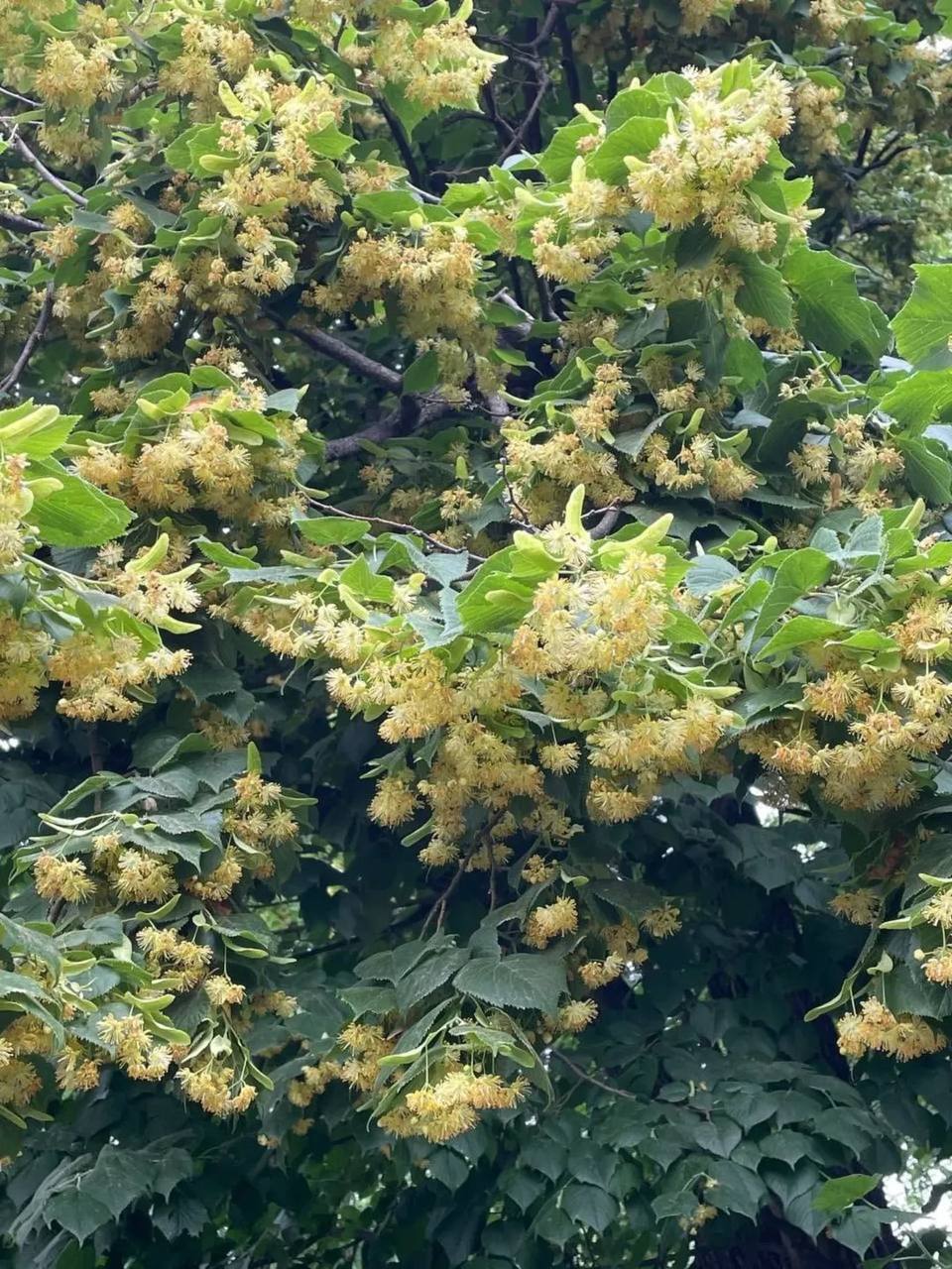 🌳 В Аптекарском огороде зацвели липы
Всего здесь растёт 141 дерево. Идеальное место для летней прогулки среди ароматных аллей🥰
📍Аптекарский огород
📲Подпишитесь на Вдвижении
#активныйотдых #бесплатно | Сетка — социальная сеть от hh.ru