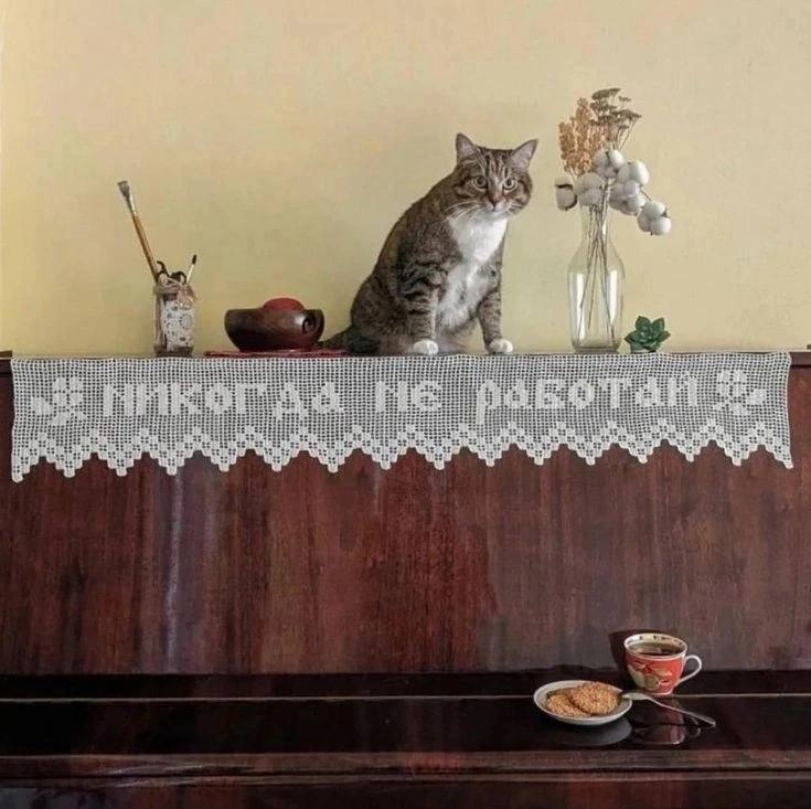 Совет от хвостатого 😌 | Сетка — социальная сеть от hh.ru