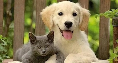 Привет, друзья! 👋 С вами LadyMari ❤️
Сегодня поговорим о микрозелени и наших любимых питомцах! 🐶🐱
Многие из нас выращивают микрозелень дома | Сетка — социальная сеть от hh.ru