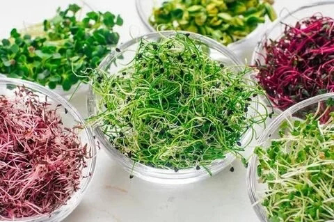 👋 Привет, на связи MicroGreens from LadyMari ❤️
🌱 "Оживляем" увядшую микрозелень! Это возможно!
❓ Заметили, что ваша микрозелень немного приуныла? Не спешите выбрасывать!
Вот несколько советов, как ве... | Сетка — социальная сеть от hh.ru