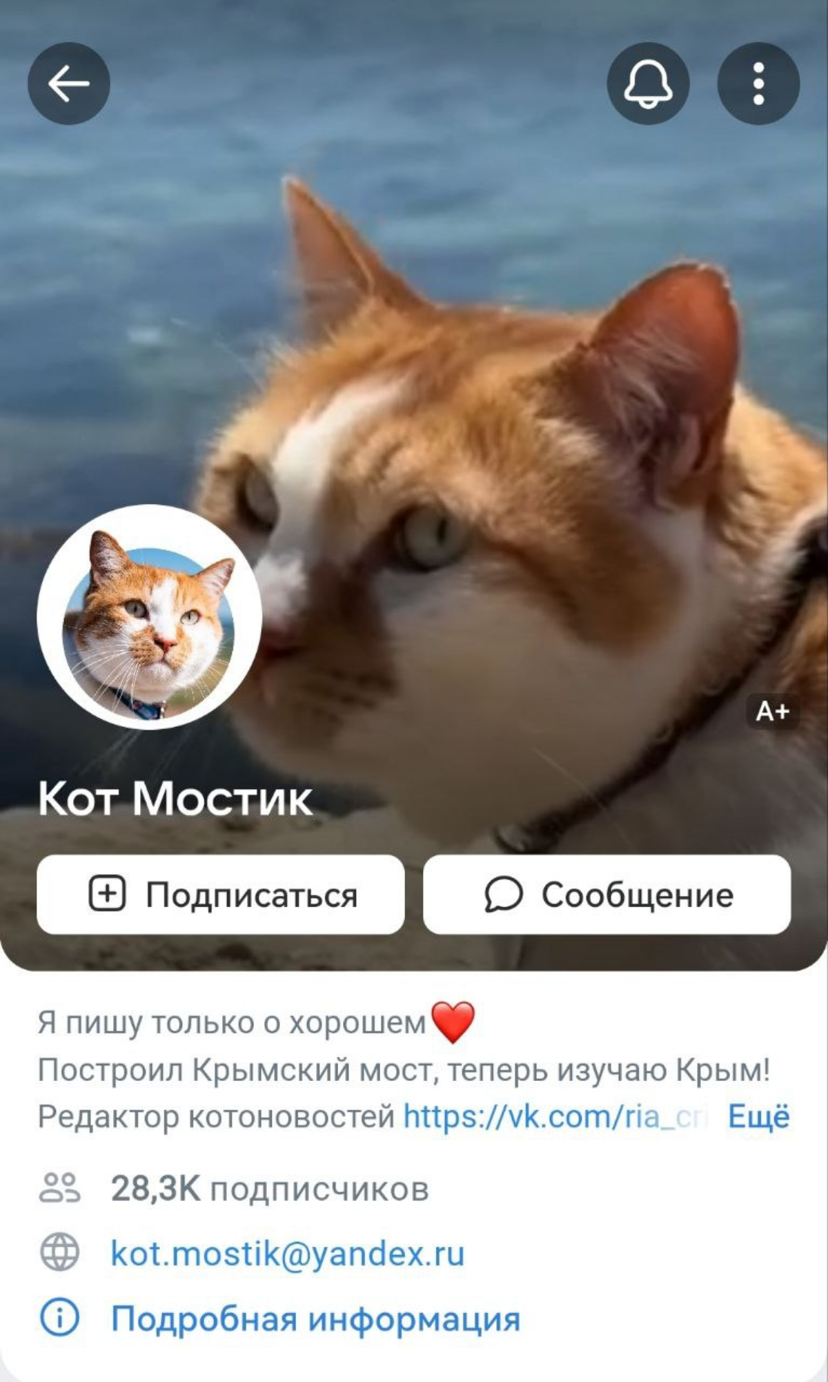 ТОП-5 пушистых блогеров России | Сетка — социальная сеть от hh.ru