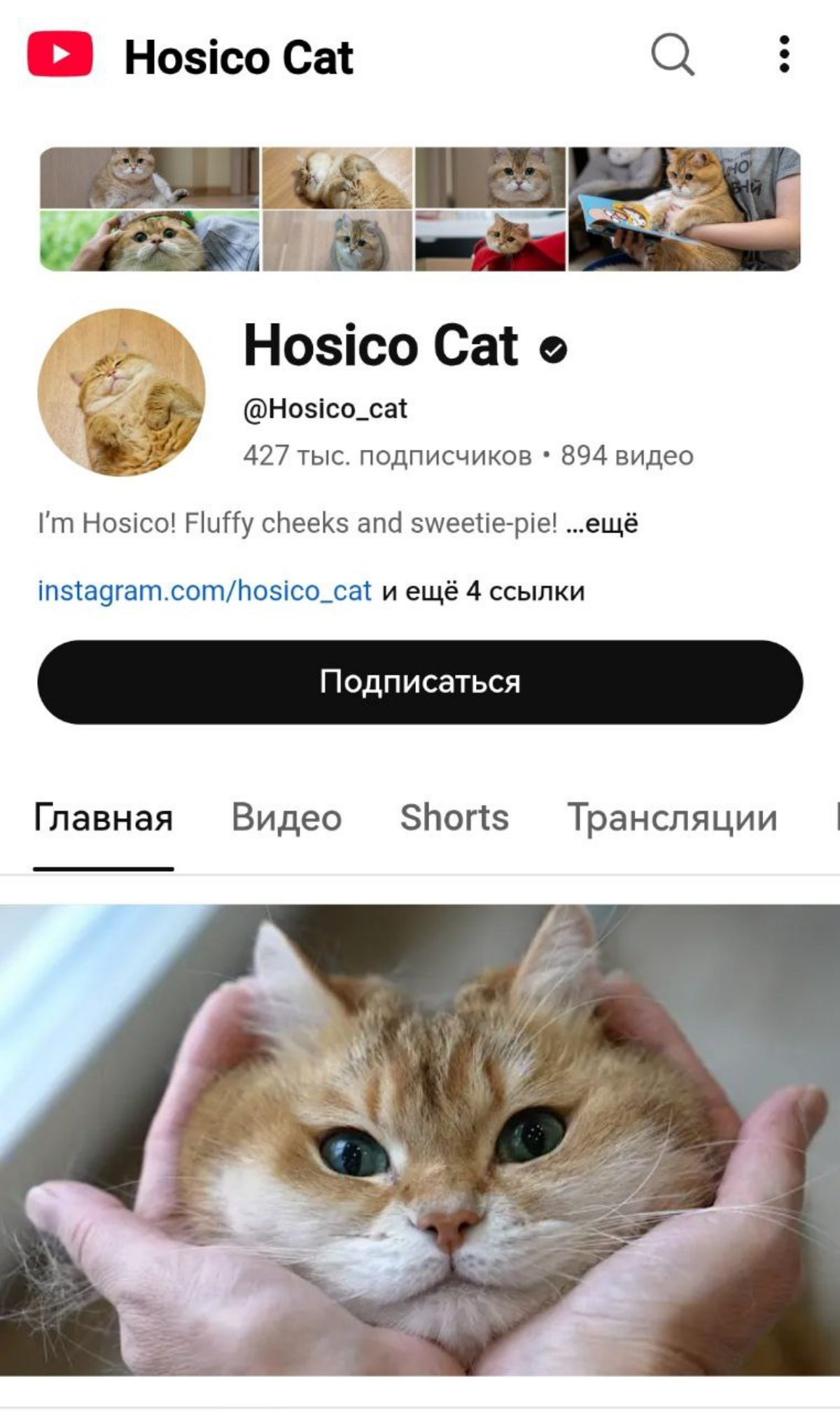 ТОП-5 пушистых блогеров России | Сетка — социальная сеть от hh.ru