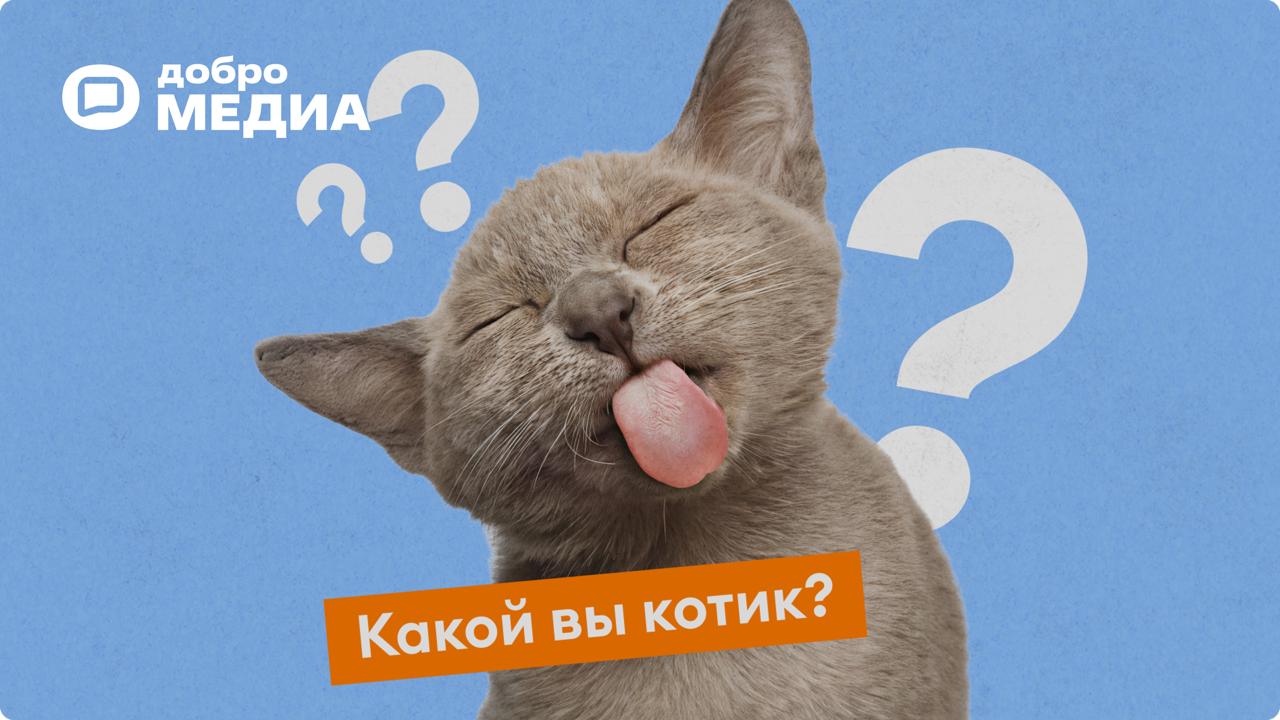 Какой вы котик?
Вы когда-нибудь задумывались, каким бы котиком были? Или, возможно, завидовали красоте и беззаботной жизни домашних любимцев? Ведь на самом деле между нами и этими пушистиками больше о... | Сетка — социальная сеть от hh.ru