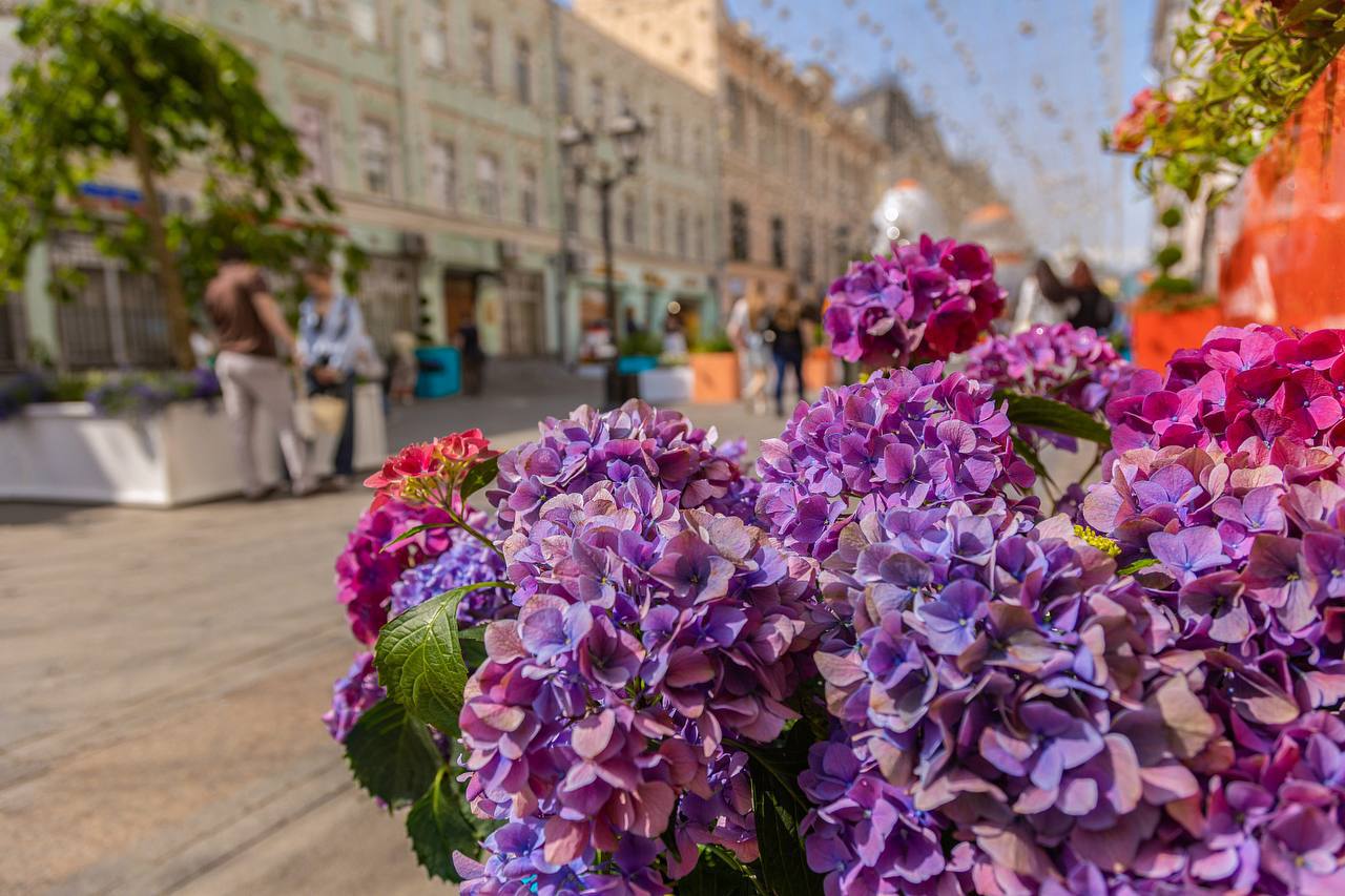 посмотрите, какая красота на улице Рождественка в Москве
🇷🇺🇷🇺🇷🇺🇷🇺🇷🇺растения, матрешки и кубики Рубика соседствуют друг с другом на фестивале «Сады и цветы» | Сетка — социальная сеть от hh.ru