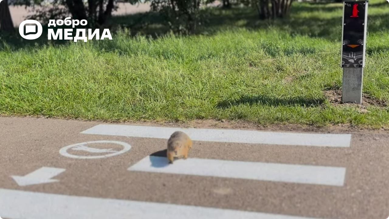 Внимание, впереди пешеходный переход!
В Красноярске на Острове Татышев среди сусликов так много нарушителей ПДД, что дирекции парка пришлось установить светофор и пешеходный переход для его обитателей | Сетка — социальная сеть от hh.ru