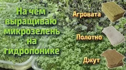 Привет 👋 от LadyMari 👋
Хочешь выращивать микрозелень необычным способом? 🌱 Сейчас расскажу!
Вместо земли можно использовать… кокосовый субстрат! 🥥 Он отлично удерживает влагу и обеспечивает растениям ... | Сетка — социальная сеть от hh.ru