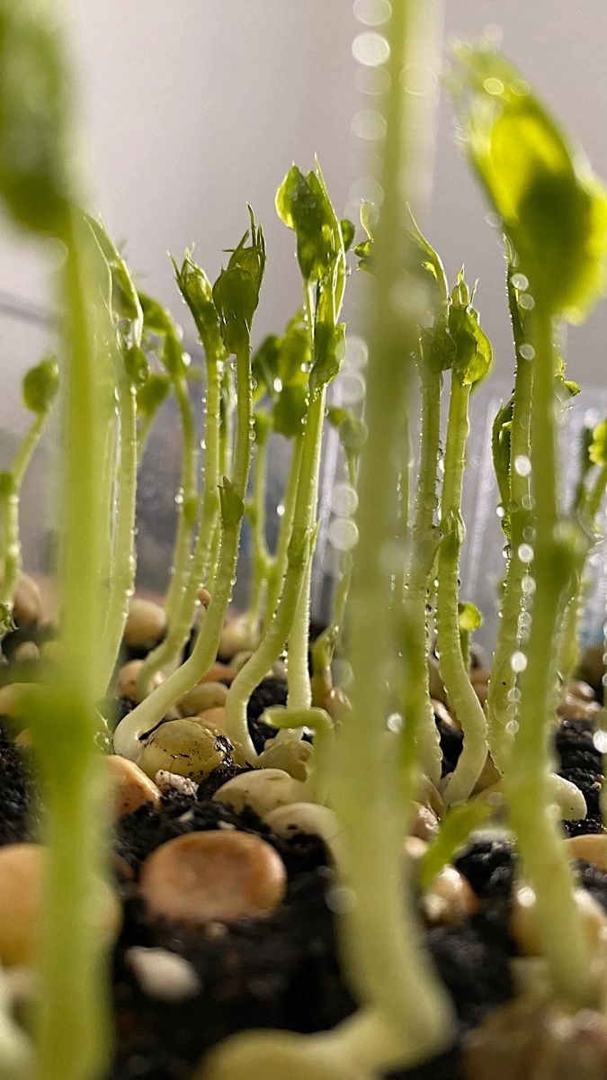 Поддержать канал и развитие Сити Фермы LadyMari 🌺 MicroGreens: задонатить на мечту 🌱
Сбербанк: 2202 2083 8549 1973
Привет 👋
🥦 Разнообразие микрозелени: от редиса до подсолнечника!
🌍 Микрозелень – это ... | Сетка — социальная сеть от hh.ru