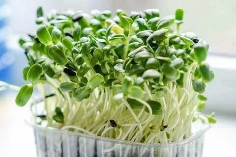 Поддержать канал и развитие Сити Фермы LadyMari 🌺 MicroGreens: задонатить на мечту 🌱
Сбербанк: 2202 2083 8549 1973
Привет, друзья-огородники! 🌱 Сегодня поговорим о безопасности микрозелени | Сетка — социальная сеть от hh.ru