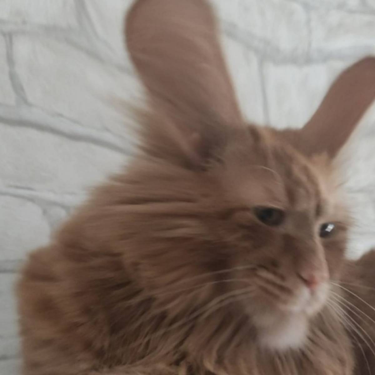 Тимур Сванидзе