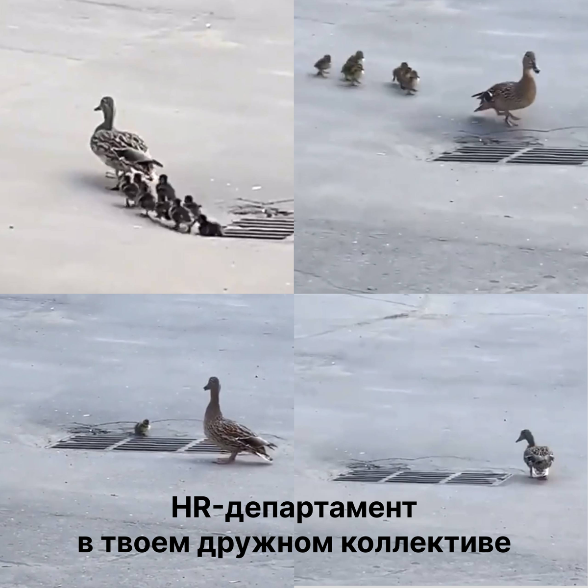 Сапожник без сапог —  состояние, которое нельзя допустить HR | Сетка — социальная сеть от hh.ru