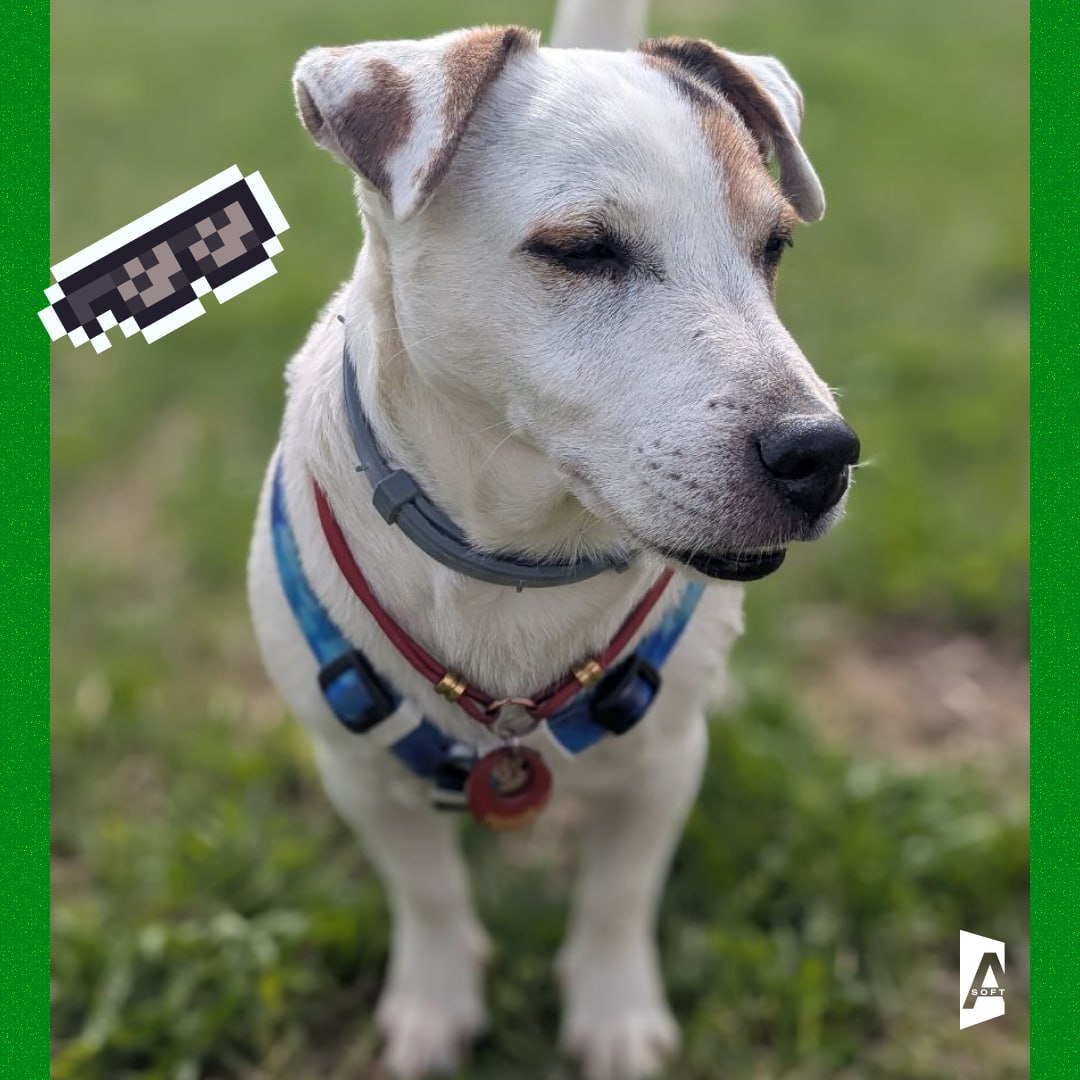 #Зверопятница: знакомьтесь, наши пушистые антистрессы! 🐶
Каждую пятницу показываем вам неофициальных, но самых важных сотрудников | Сетка — социальная сеть от hh.ru