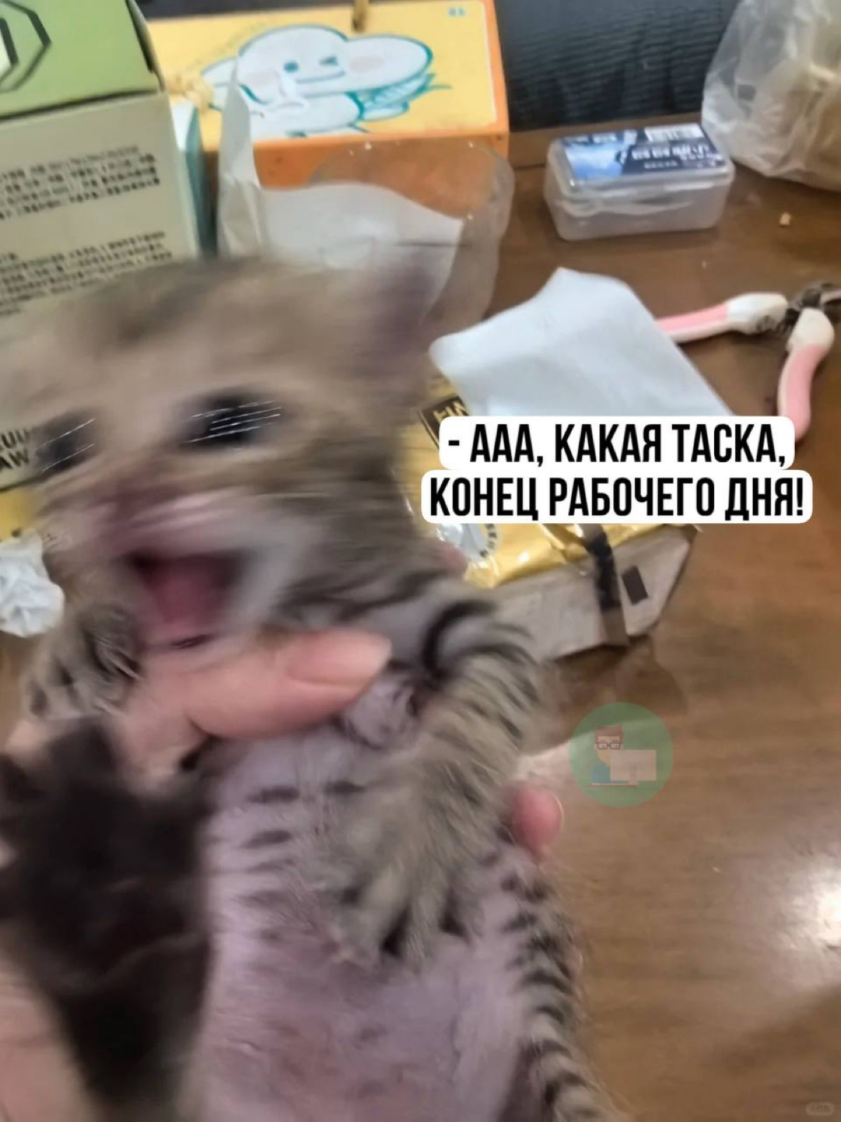 Отпустите котика домой, пятница же! | Сетка — социальная сеть от hh.ru
