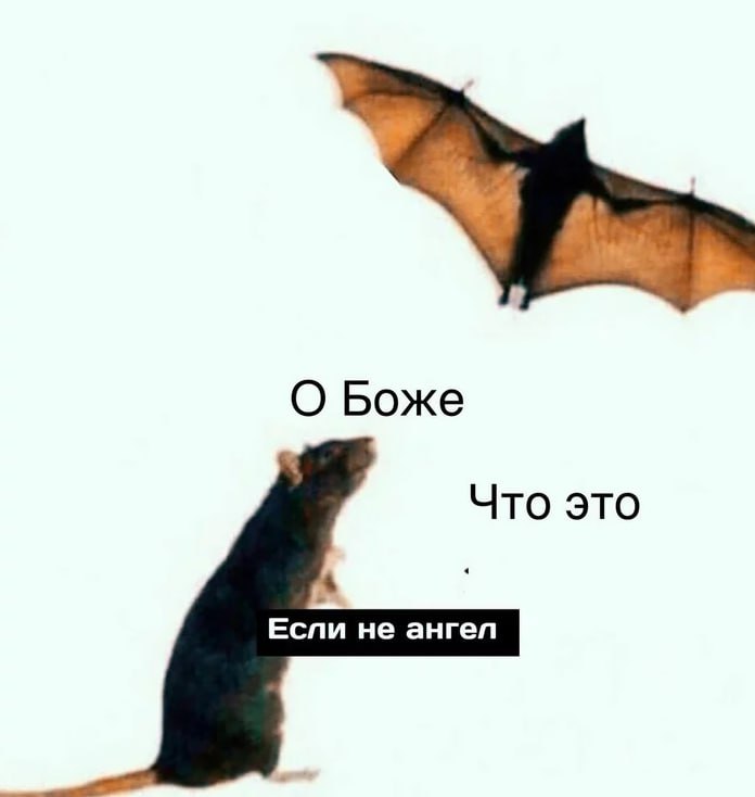 Что важно знать о фазе Роста?
Любое животное существо стремится уйти из среды, которая ему не подходит. Для человека нахождение в такой среде означает смерть | Сетка — социальная сеть от hh.ru