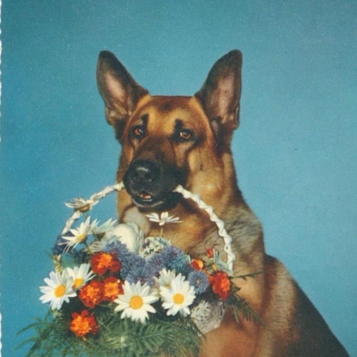 Алина Никитина