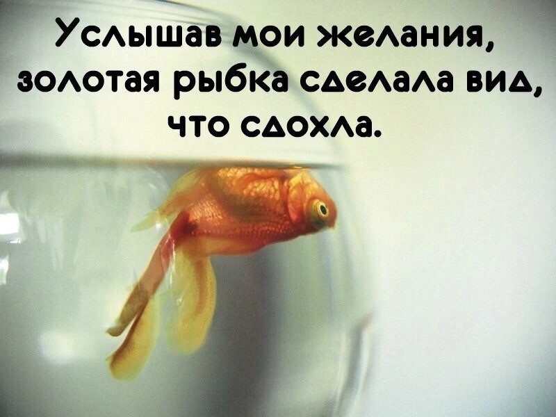 Сказка о Золотой Рыбке | Сетка — социальная сеть от hh.ru