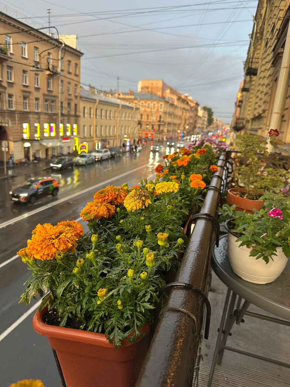 Красота на балконе и это я, а не цветы)
Шучу, такая красота радует меня каждый день. Утром и вечером прохожу и радуюсь, прям красиво, созерцать тоже красиво❤️
Хвалю себя и мужа, молодцы🫶 | Сетка — социальная сеть от hh.ru