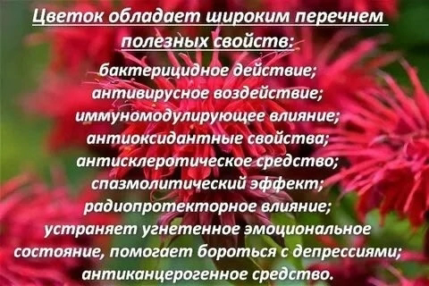 Привет, мои счастливые! 👋
С вами снова Сити Ферма MicroGreens from LadyMari🌿! Соскучились? 😉
Сегодня поговорим о съедобных цветах с необычным названием – Монарда! 🌸
В чем польза? Монарда – кладезь вит... | Сетка — социальная сеть от hh.ru