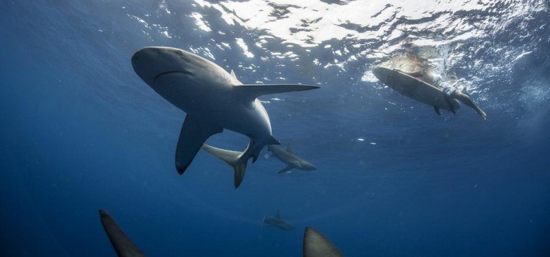 Offers 3 Rules To Avoid Becoming ‘Jaws Bait’ This Summer
Summer is the perfect time to enjoy sand, sea, and surf | Сетка — социальная сеть от hh.ru