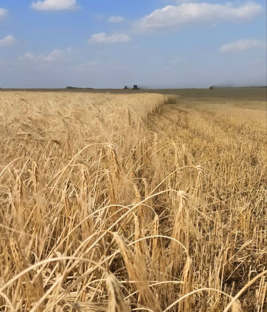 На Ставрополье началась жатва!
Впереди уборка пшеницы, ячменя и гороха на 2,2 млн гектаров. Об этом рассказал губернатор Ставрополья Владимир Владимиров | Сетка — социальная сеть от hh.ru