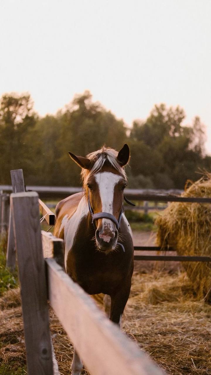 🐎Фестиваль «Конное достояние»
27-29 июня 12:00 – 19:00
В программе:
▪️Театрализованное шоу
▪️Мастер-классы
▪️Хоббихорсинг
▪️Концерт
▪️Теанцевальный флешмоб
Подробнее
▫️Вход свободный
📍Парк «Кузьминки»... | Сетка — социальная сеть от hh.ru