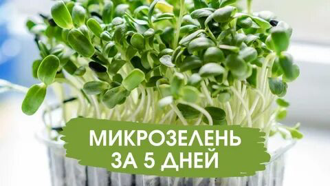 Привет 👋
Какая сегодня чудесная погода! ☀️ Надоели дожди, хочется тепла и солнца! А какое время года любите вы? 🌸
Сегодня расскажу, сколько времени нужно микрозелени, чтобы вырасти от семечка до урожа... | Сетка — социальная сеть от hh.ru