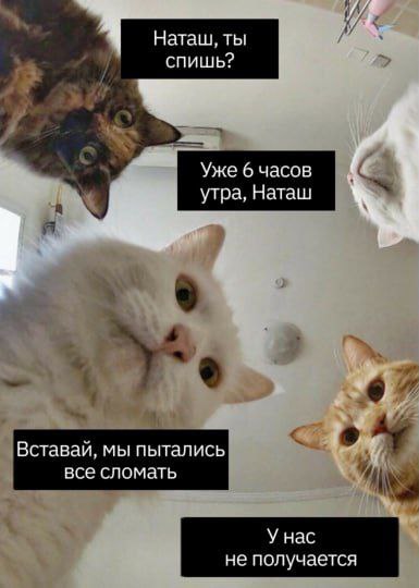 Когда нанял пентестеров после ИТ курсов | Сетка — социальная сеть от hh.ru