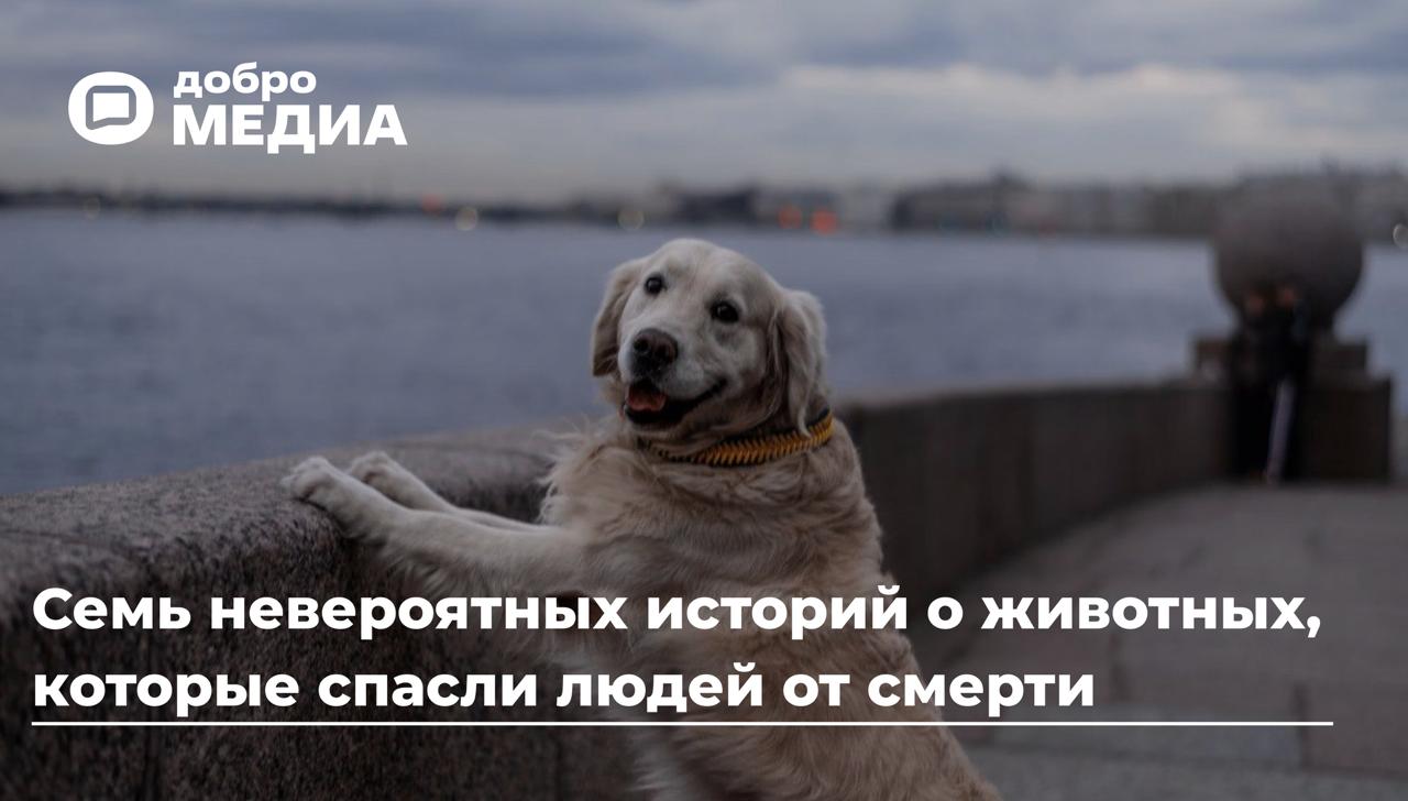 В огонь, воду и пасть медведя: семь невероятных историй о животных, которые спасли людей от смерти
Нередко животные проявляют героическую смелость, заступаясь за своих хозяев | Сетка — социальная сеть от hh.ru