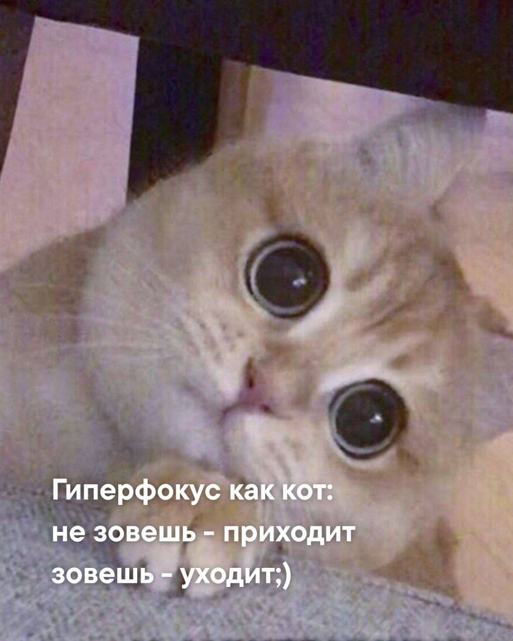 Жиза?😁 | Сетка — социальная сеть от hh.ru