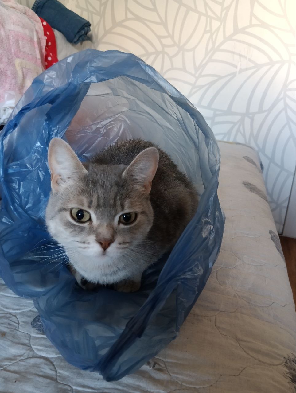 Кота в мешке вам в ленту | Сетка — социальная сеть от hh.ru