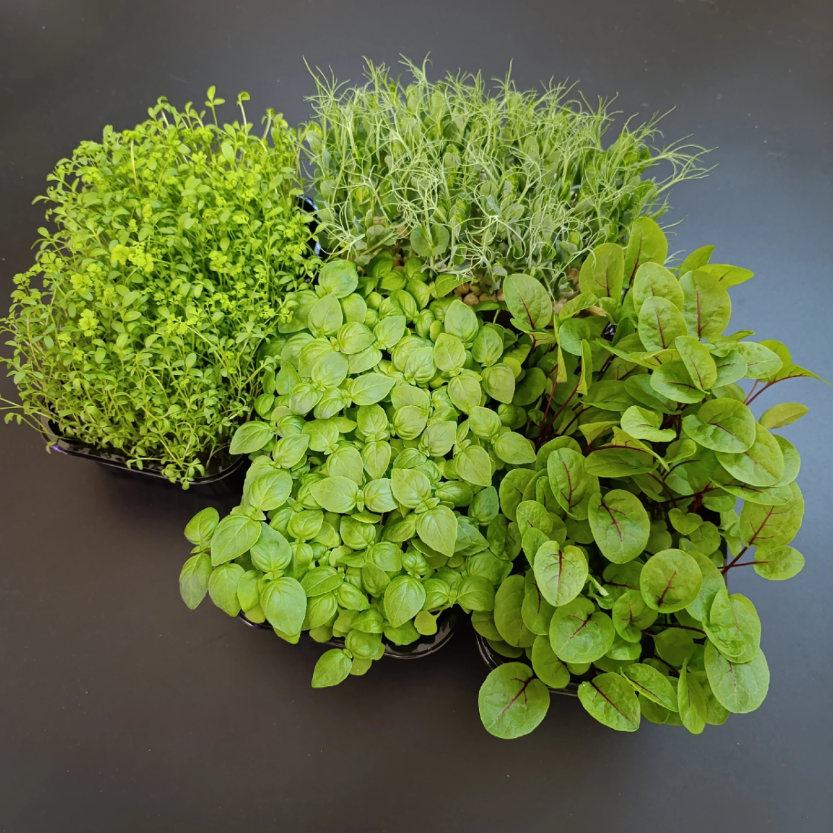 Приветствуем вас от Сити Фермы "MicroGreens from LadyMari"!
🌿🌿🌿🌿🌿🌿🌿🌿🌿🌿🌿
Позвольте представить вашему вниманию сочную палитру вкусов и красок в нашем обновленном прайс-листе | Сетка — социальная сеть от hh.ru