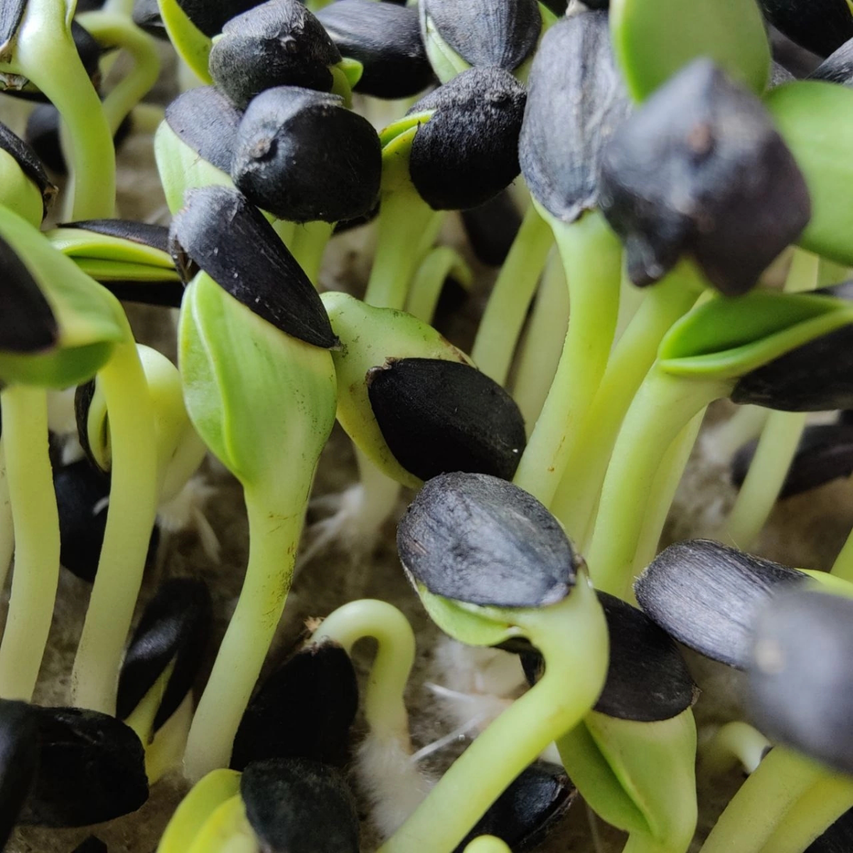 Приветствуем вас от Сити Фермы "MicroGreens from LadyMari"!
🌿🌿🌿🌿🌿🌿🌿🌿🌿🌿🌿
Позвольте представить вашему вниманию сочную палитру вкусов и красок в нашем обновленном прайс-листе | Сетка — социальная сеть от hh.ru