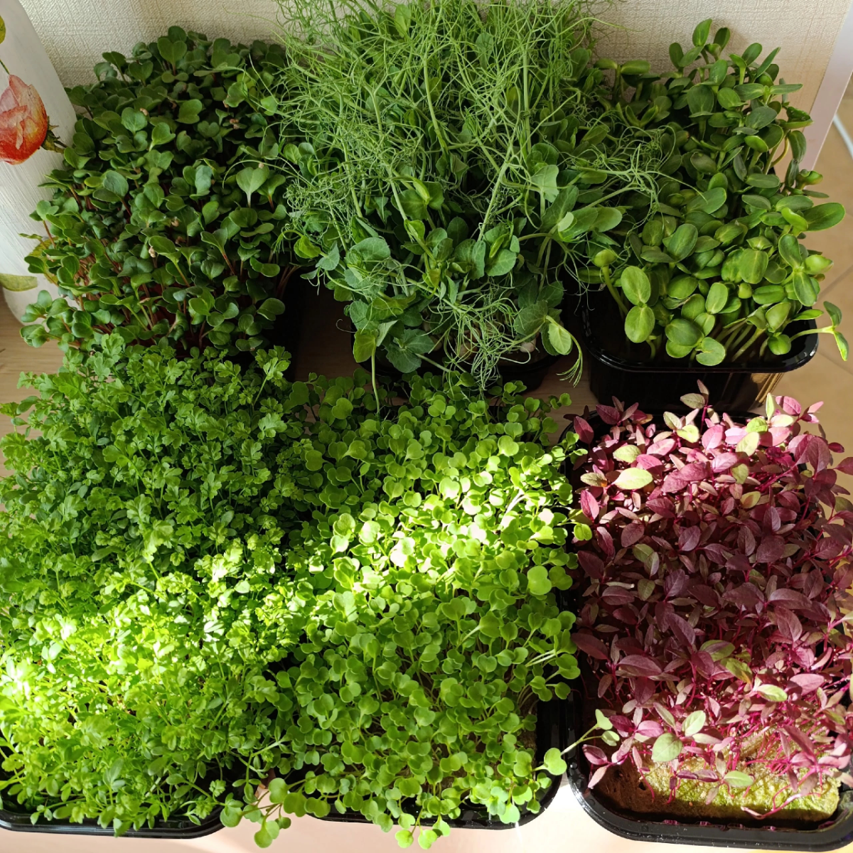 Приветствуем вас от Сити Фермы "MicroGreens from LadyMari"!
🌿🌿🌿🌿🌿🌿🌿🌿🌿🌿🌿
Позвольте представить вашему вниманию сочную палитру вкусов и красок в нашем обновленном прайс-листе | Сетка — социальная сеть от hh.ru