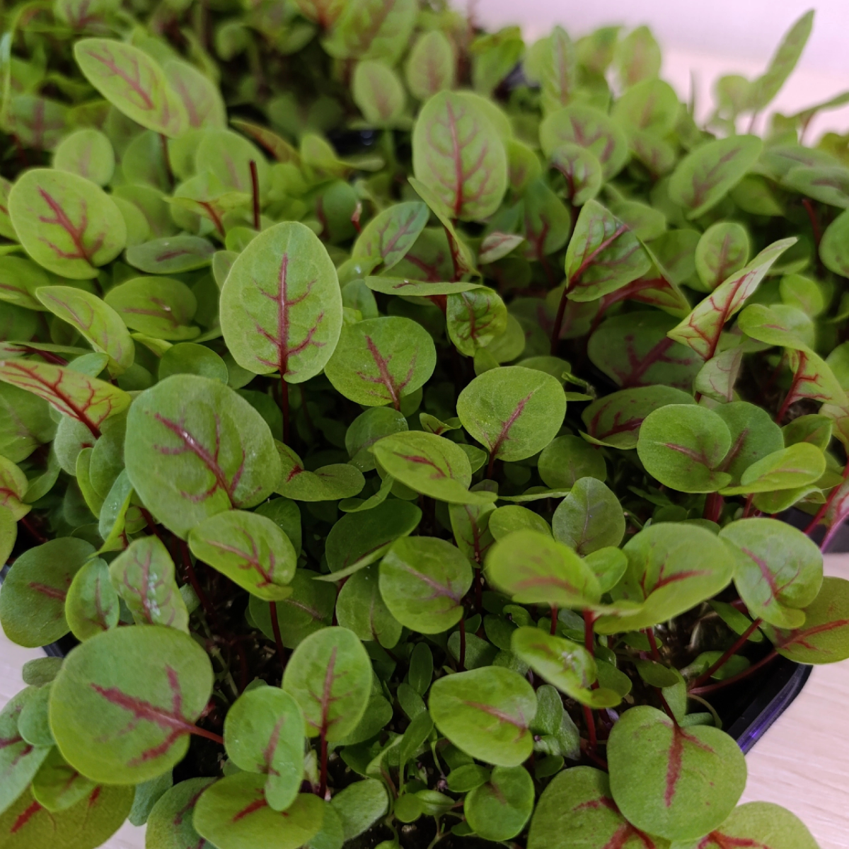 Приветствуем вас от Сити Фермы "MicroGreens from LadyMari"!
🌿🌿🌿🌿🌿🌿🌿🌿🌿🌿🌿
Позвольте представить вашему вниманию сочную палитру вкусов и красок в нашем обновленном прайс-листе | Сетка — социальная сеть от hh.ru