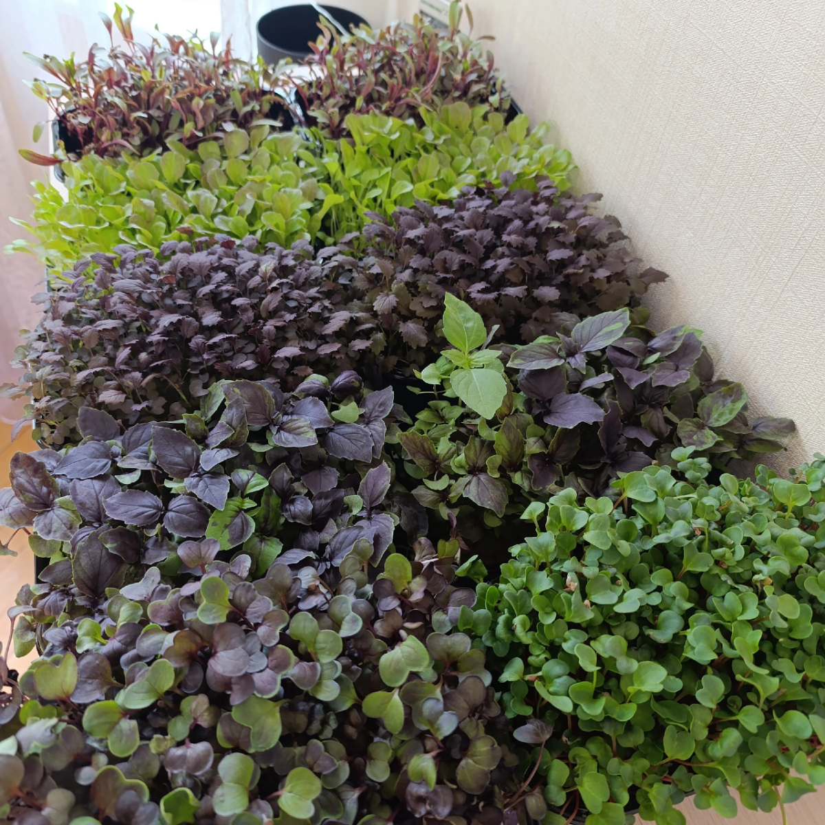 Приветствуем вас от Сити Фермы "MicroGreens from LadyMari"!
🌿🌿🌿🌿🌿🌿🌿🌿🌿🌿🌿
Позвольте представить вашему вниманию сочную палитру вкусов и красок в нашем обновленном прайс-листе | Сетка — социальная сеть от hh.ru