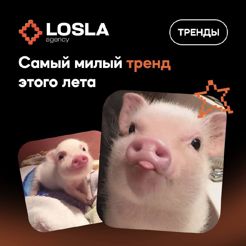 🔥 "Тёрли свинки" — хит, который спас июнь
Одна дурацкая песенка заставила смеяться весь интернет. Теперь её цитируют бренды, блогеры и даже бабушки у подъезда.
🔸 LOSLA MEDIA | Сетка — социальная сеть от hh.ru