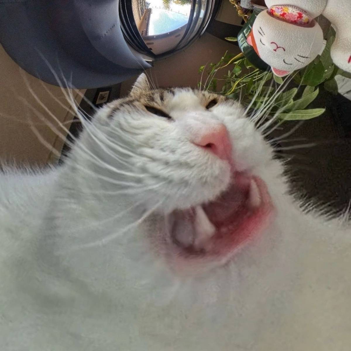 Роман Костромин | Сетка — социальная сеть от hh.ru