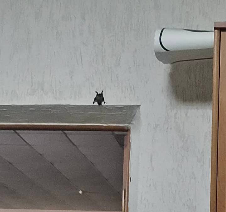Тем временем в Красногвардейском округе заметили летучую мышь
Такую гостью на стене прямо над дверью увидела директор магазина. Она сообщила о своей находке спасателям | Сетка — социальная сеть от hh.ru