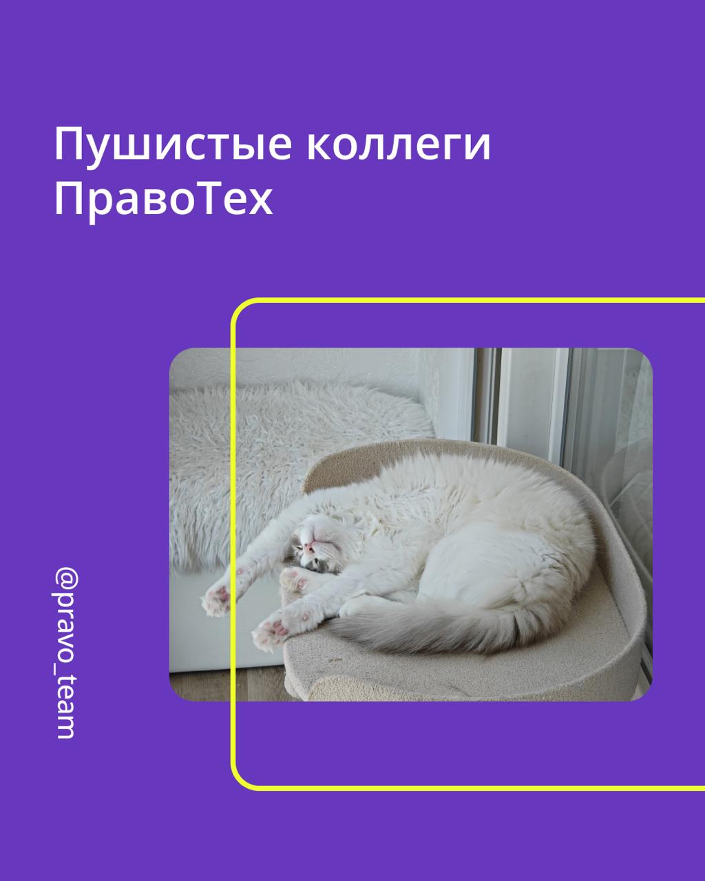 🟣 Pravopet — неофициальный штаб хорошего настроения
Корпоративный чат Pravopet создан объединять любителей животных и дарить всем положительные эмоции | Сетка — социальная сеть от hh.ru