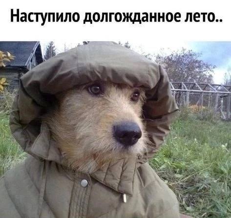 Павел Дуров подтвердил, что в этом году в Москве лета не будет.
@divannyiit подписаться | Сетка — социальная сеть от hh.ru