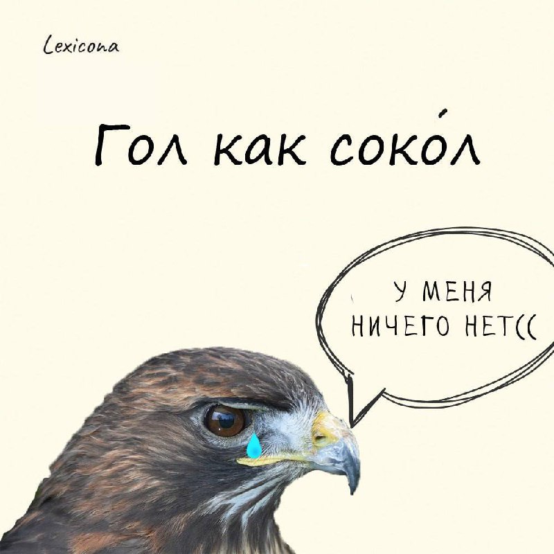 Гол как сокол
Думаете фраза относится к птицам? А вот фиг, даже с учётом того, что молодые соколы во время линьки теряют чуть ли не все перья | Сетка — социальная сеть от hh.ru