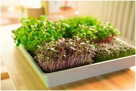 Привет 👋 С Вами MicroGreens from LadyMari 🌺
Сегодня говорим о том, как сделать здоровое питание для детей интересным с помощью микрозелени и съедобных цветов! 🥦🌸
Дети часто капризничают за столом, но ... | Сетка — социальная сеть от hh.ru