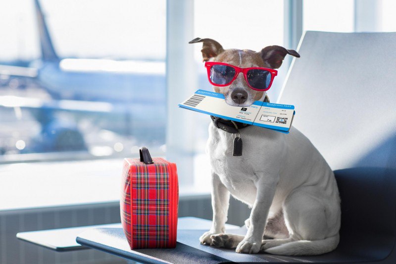 Tips To Make Traveling With Pets Easy
Traveling with Pets? Here’s what you need to know.
Preparation is Key
No matter how you’re planning to travel—car, train, plane, or bus—start preparing early | Сетка — социальная сеть от hh.ru