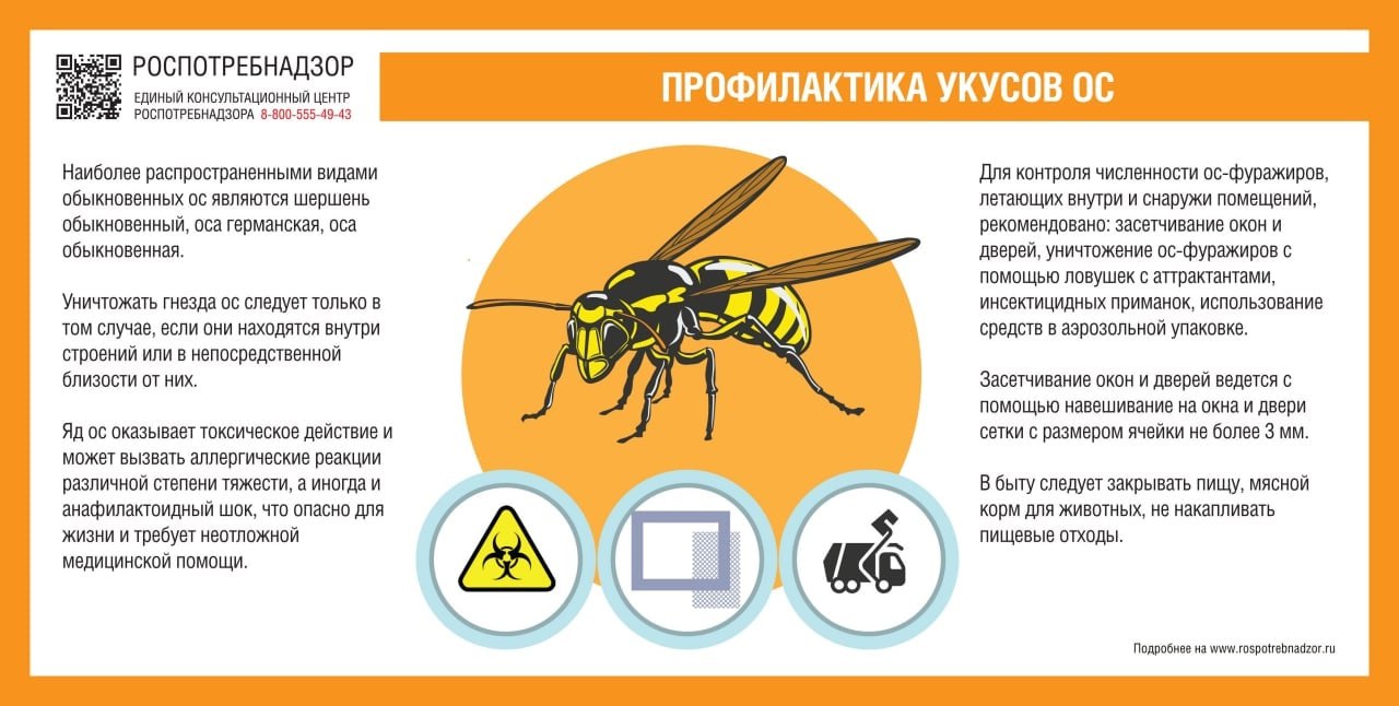 Водитель потерял сознание из-за укуса шершня и влетел в столб в Приморье
Мужчину в обмороке заметили прохожие — он лежал возле разбитого грузовика | Сетка — социальная сеть от hh.ru
