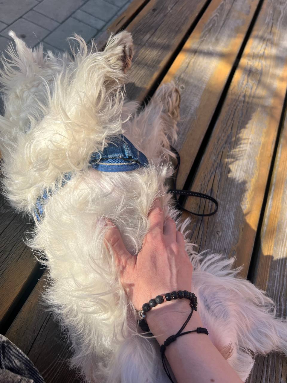 🤍 2 июля — Международный день собак 🐶 🐾
День, когда сердце говорит громче слов… особенный день.
День, когда хочется остановиться и снова заглянуть в глаза тем, кто любит нас больше жизни | Сетка — социальная сеть от hh.ru