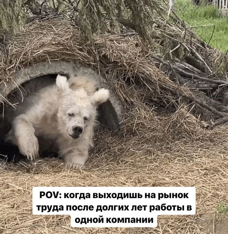 Пора выходить из спячки | Сетка — социальная сеть от hh.ru