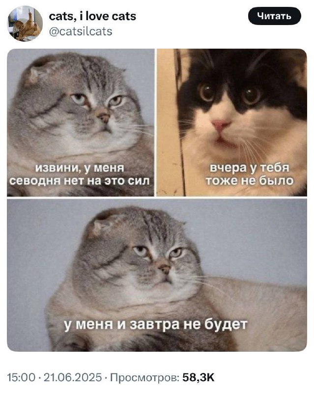 #cats #work | Сетка — социальная сеть от hh.ru