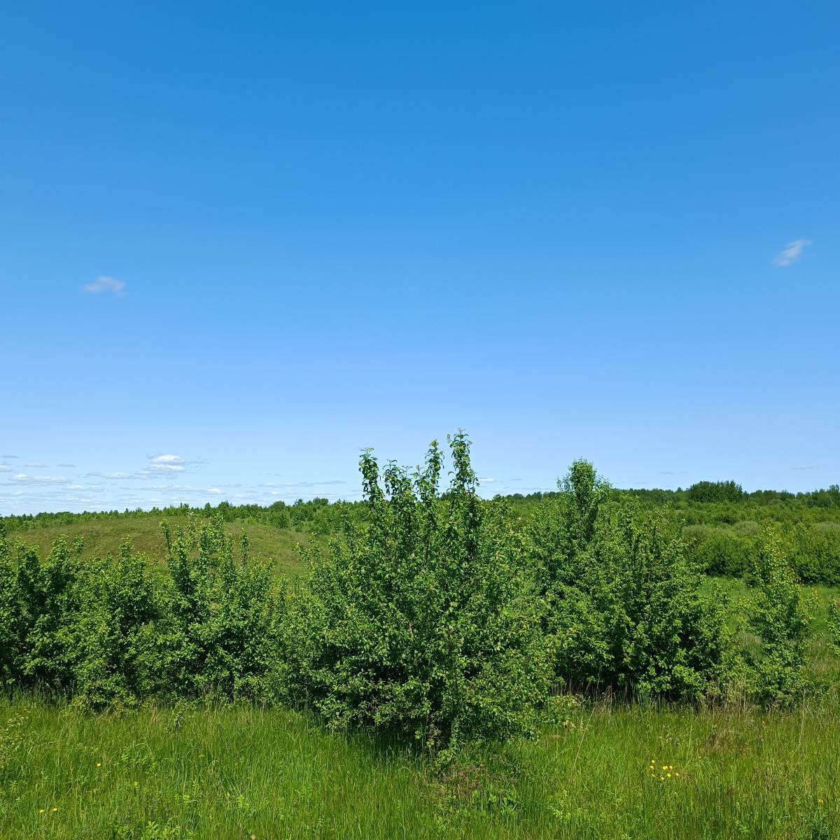 Павел Пихутин | Сетка — социальная сеть от hh.ru