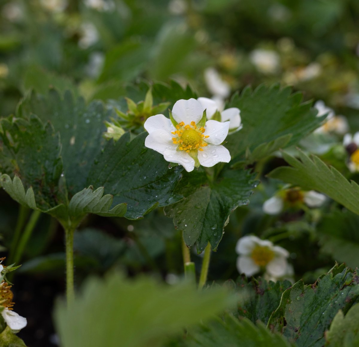 Достижения качественные, а не только количественные | Сетка — социальная сеть от hh.ru