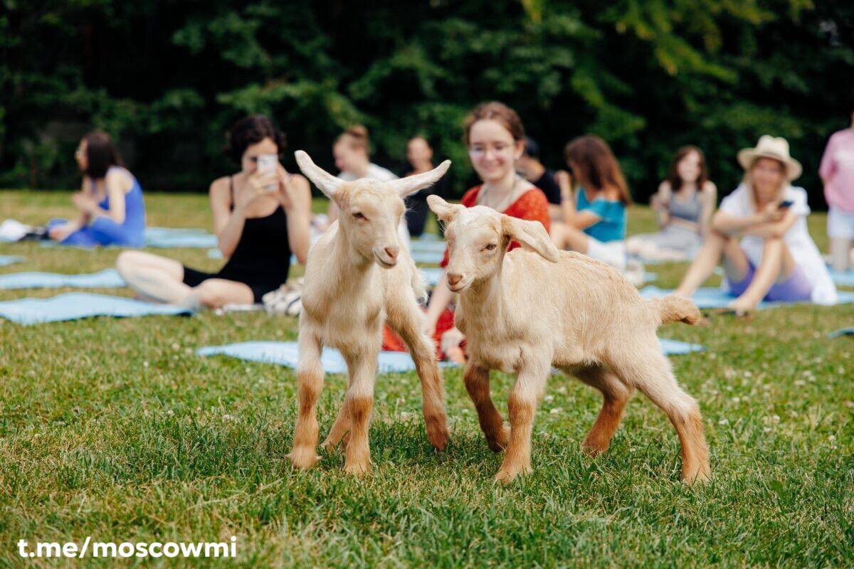 🐐 Йога с козочками станет постоянной с 10 июля в Парке Горького.
Бесплатные занятия будут идти каждый четверг в 19:30 и в 20:20. Зарегистрироваться можно на сайте парка. | Сетка — социальная сеть от hh.ru